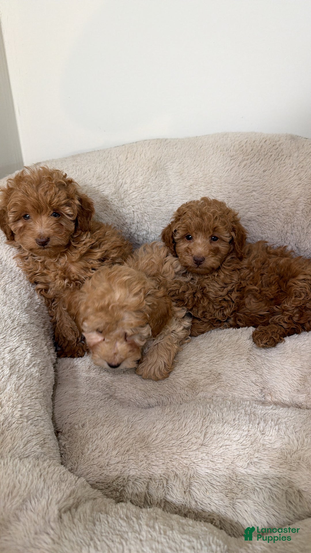 Maltipoo dogs for sale: Louie  - Ad 4