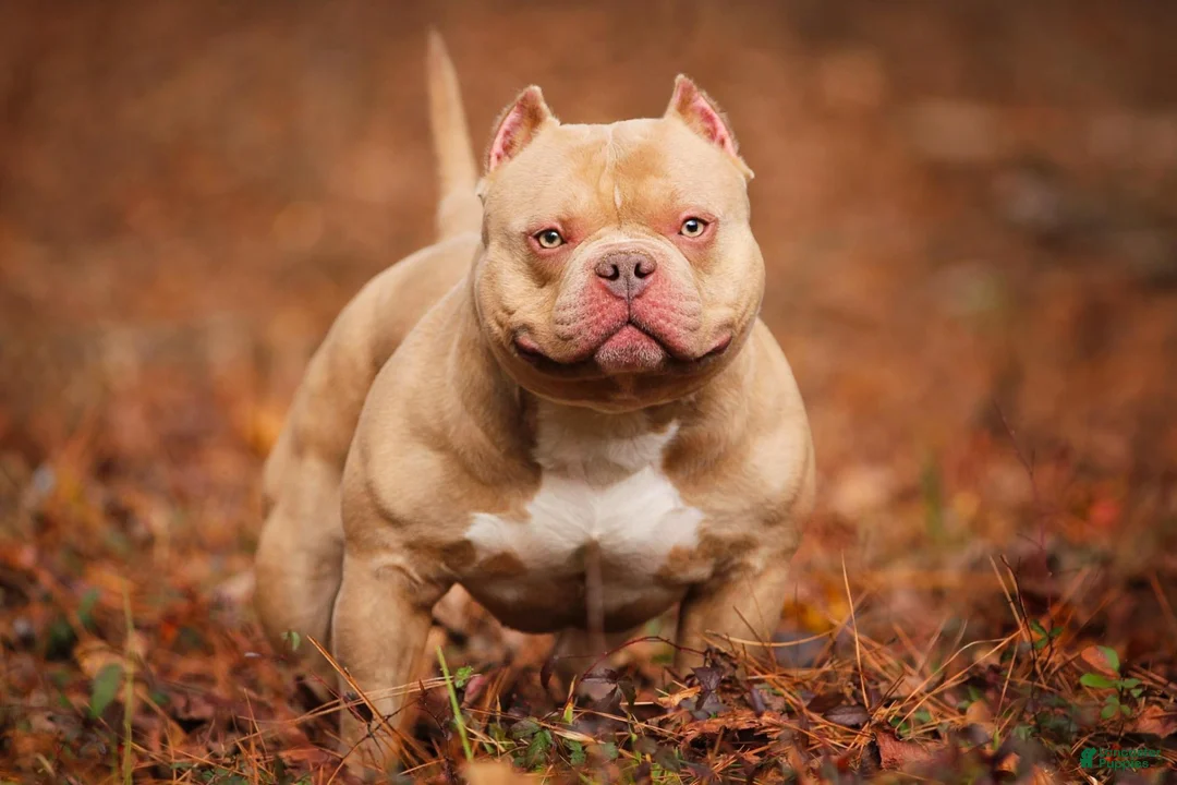 American Bully dogs for sale: Chocolate Fawn Male - Ad 5