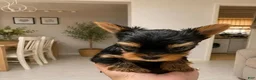 Yorkshire Terrier dogs for sale: Eli - Ad 16