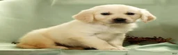 Golden Retriever dogs for sale: Gina - Ad 2