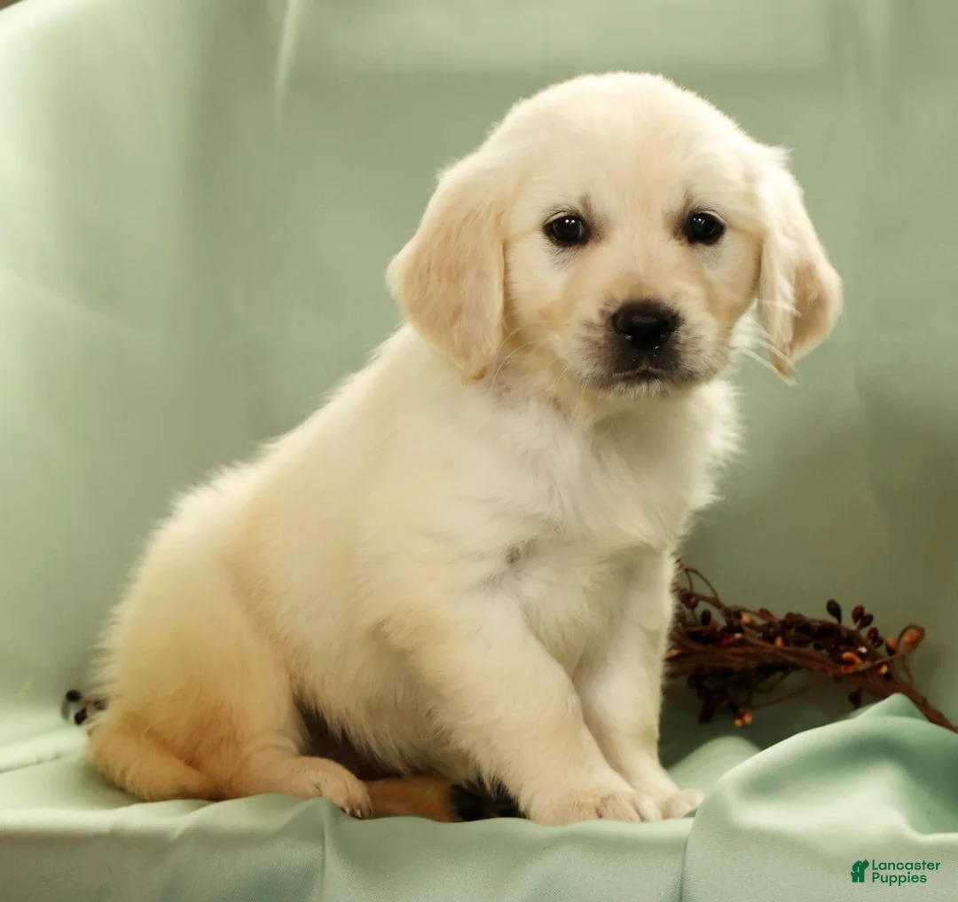 Golden Retriever dogs for sale: Gina - Ad 2