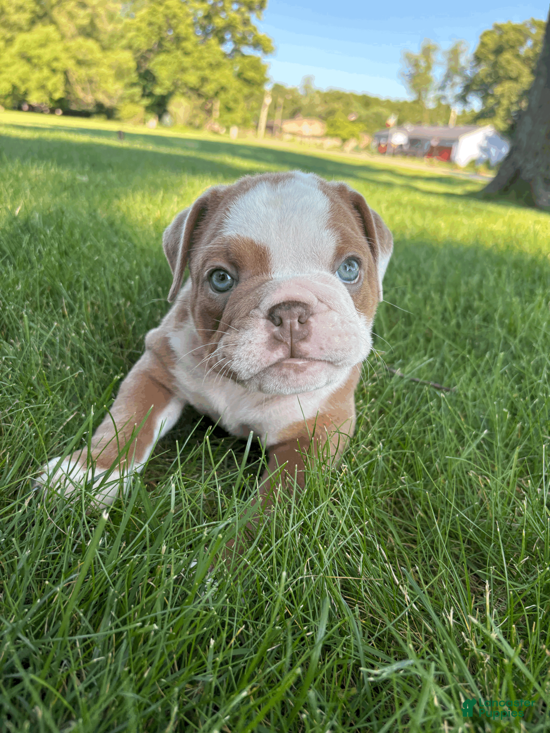 Mixed Breed dogs for sale: Lucy - Ad 7