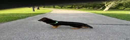 German Shepherd dogs for sale:  Luna - Ad 4