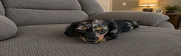 Miniature Dachshund dogs for sale: Miniature Dachshund 1 - Ad 5