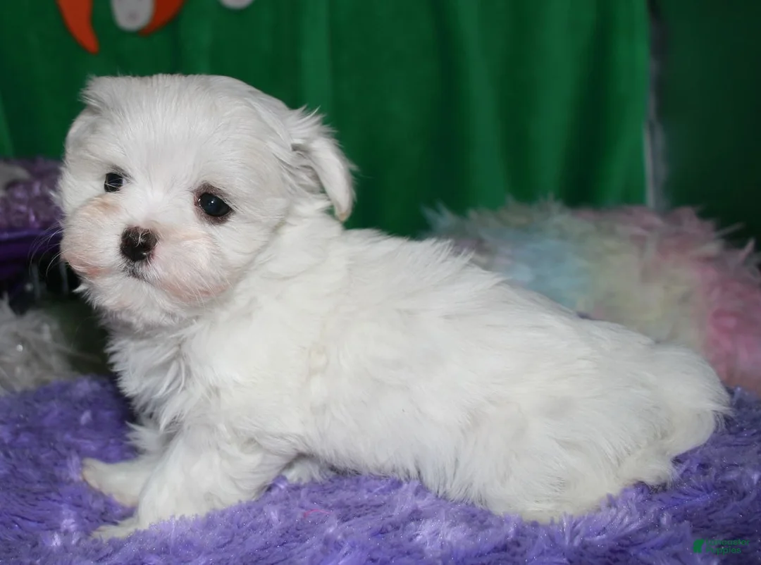 Maltese dogs for sale: KiKi - Ad 5
