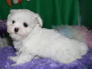 Maltese dogs KiKi - Ad 12