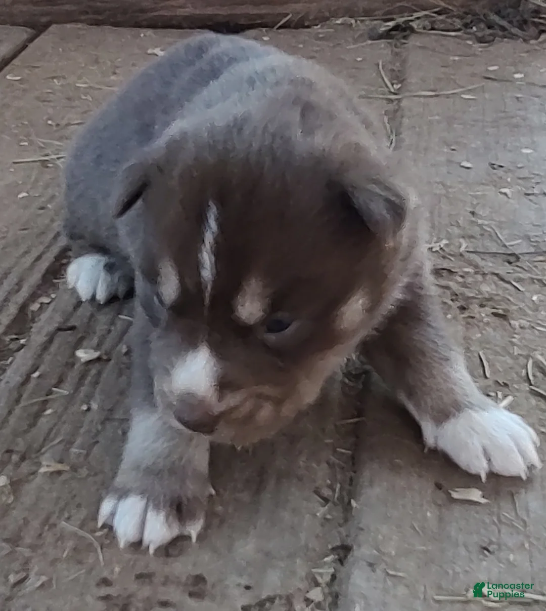 Siberian Husky dogs for sale: Siberian Husky Puppy 3 - Ad 12