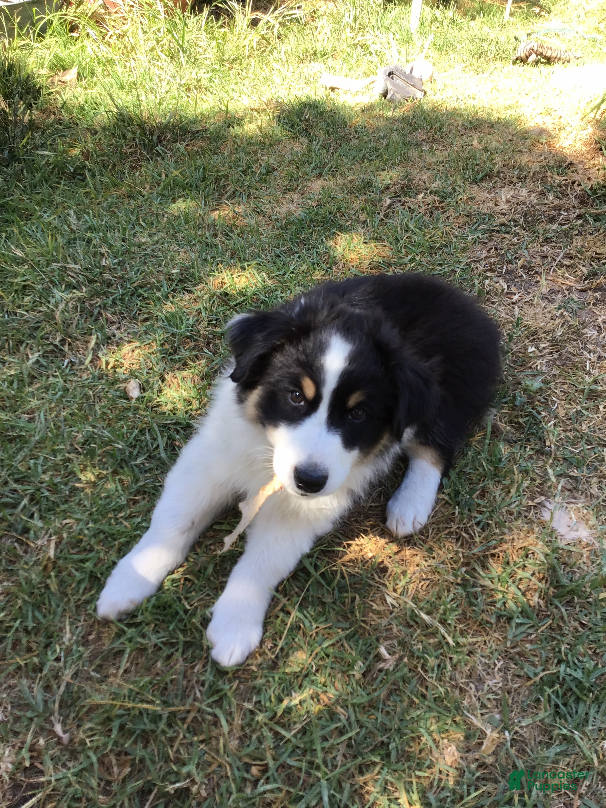 Australian Shepherd dogs Banjo - Ad 13