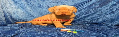 Dogue De Bordeaux 3