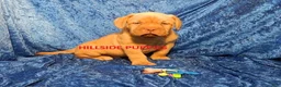 Dogue De Bordeaux dogs for sale: Dogue De Bordeaux 3 - Ad 1