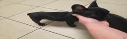 French Bulldog dogs for sale: French Bulldog 1 - Ad 2