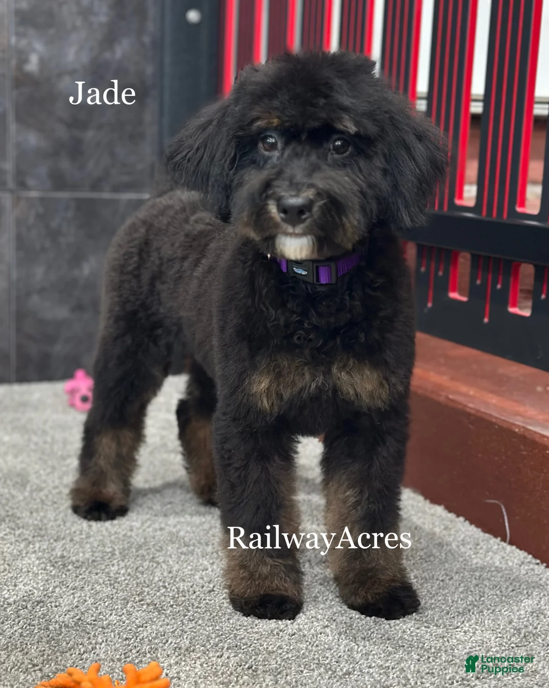Mixed Breed dogs for sale: Golden Mt Doodle - Jade - Ad 4