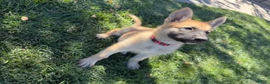 German Shepherd 3