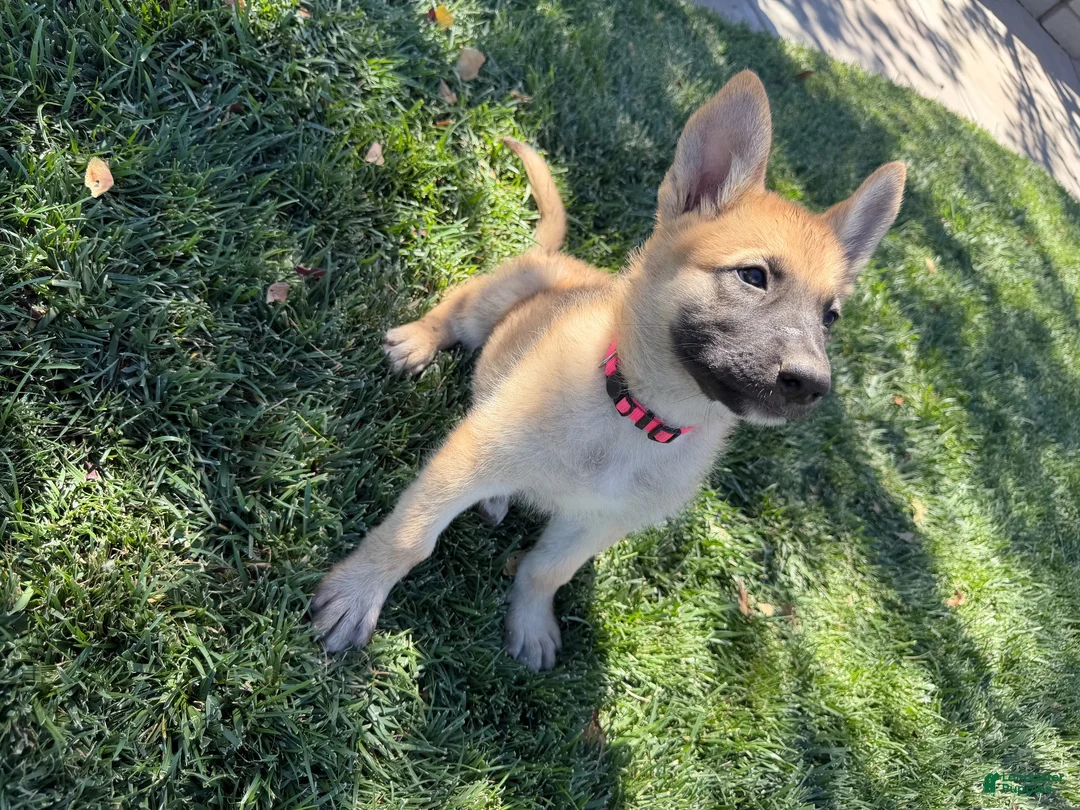 German Shepherd dogs for sale: German Shepherd 3 - Ad 1