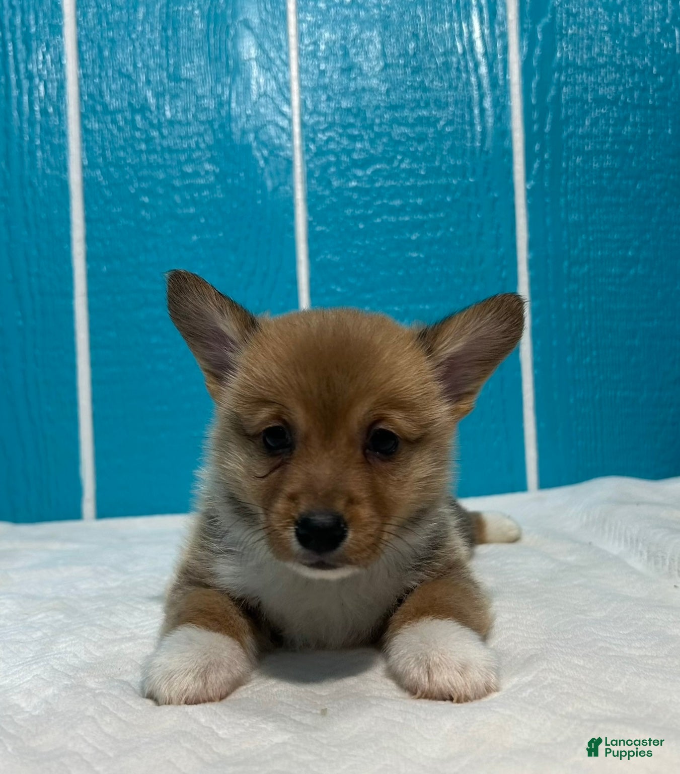 Welsh Corgi Pembroke dogs Mowgli Welsh Corgi Pembroke  - Ad 1