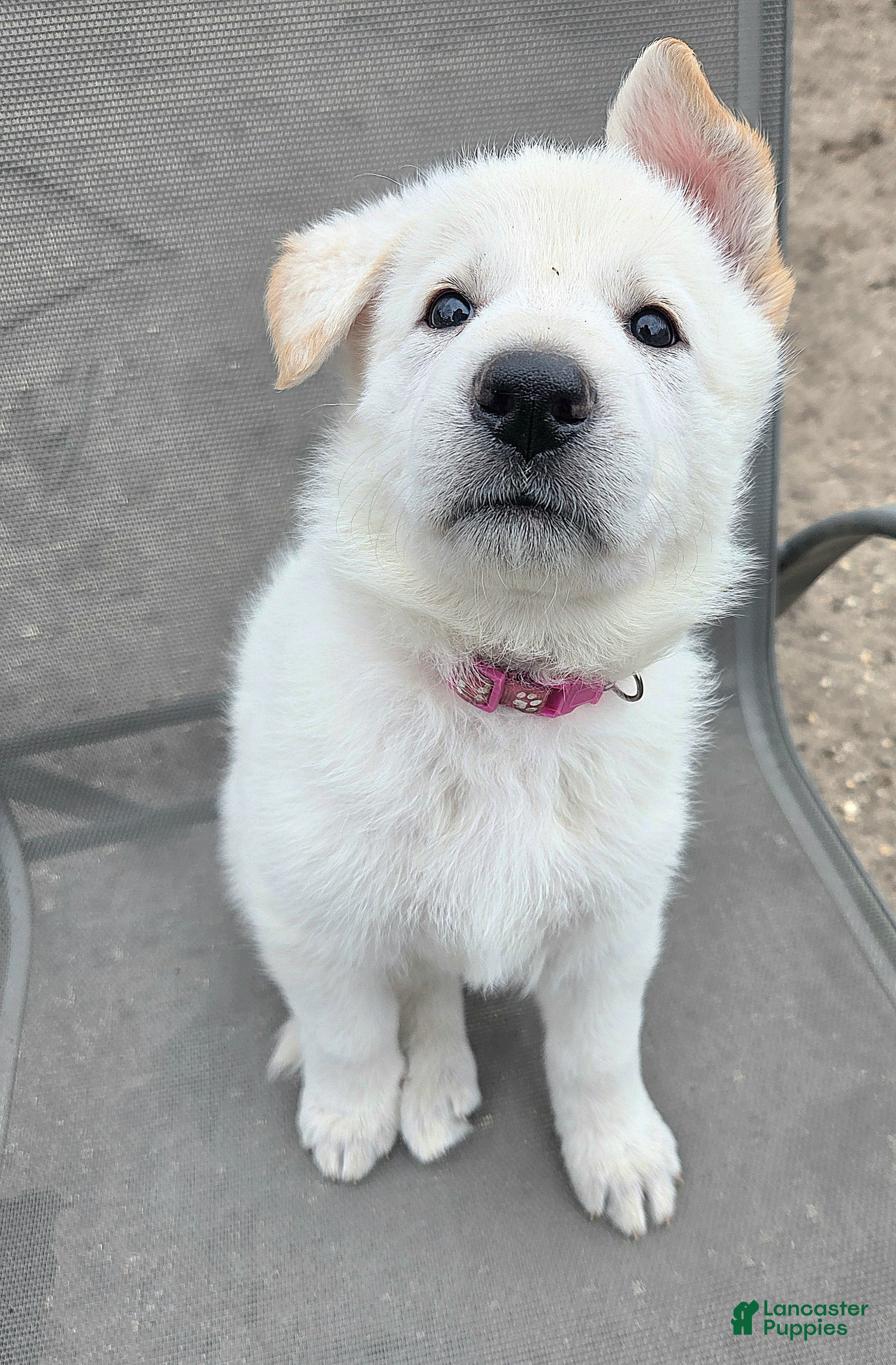 German Shepherd dogs for sale: Candy - Ad 1