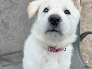 German Shepherd dogs for sale: Candy - Ad 1