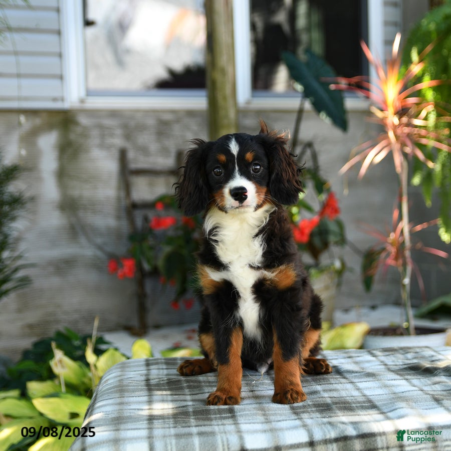 Puppy Boxer Bernese Mountain Dog Mix Week Old 10 Month Old Bernese