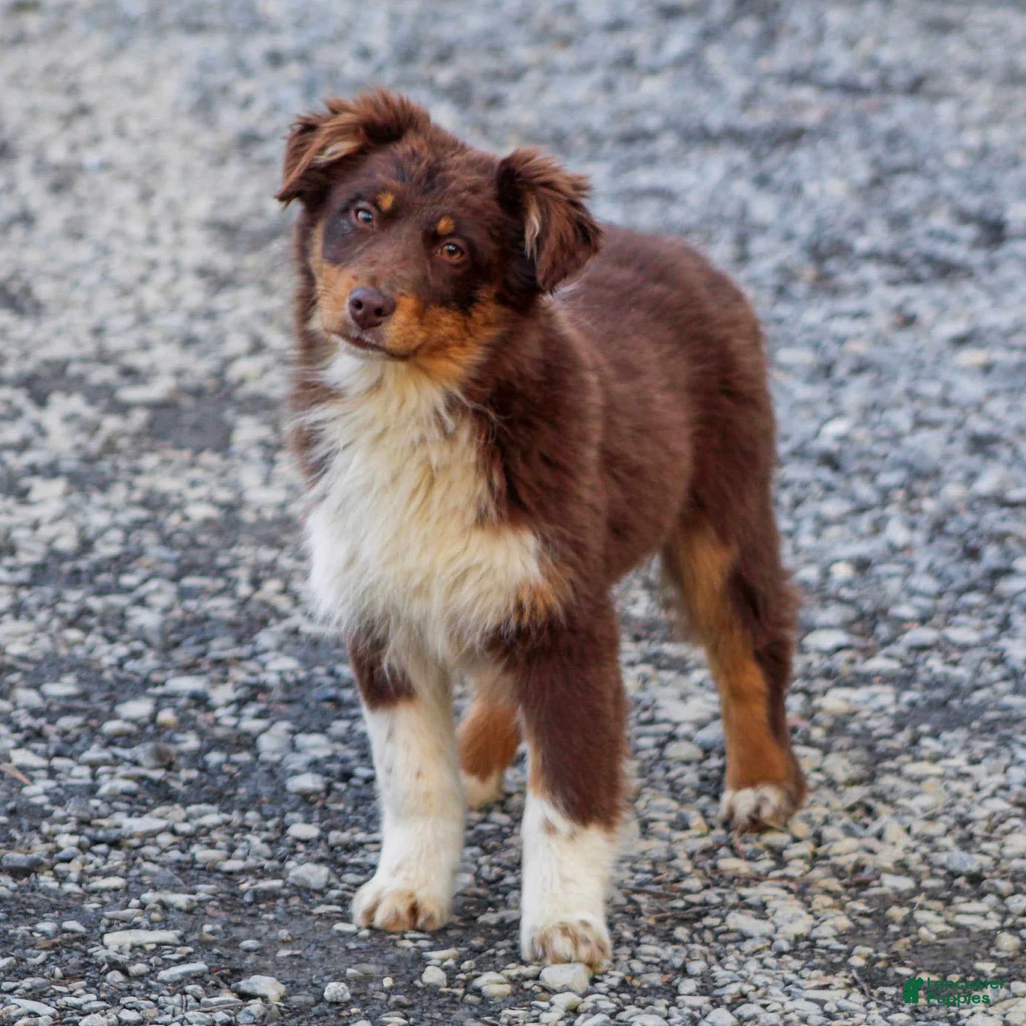 Mixed Breed dogs Missy - Ad 1