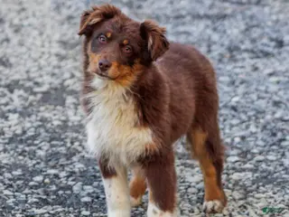 Mixed Breed dogs for sale: Missy - Ad 2