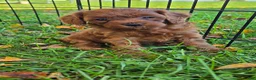Cavapoo dogs for sale: Belle - Ad 6