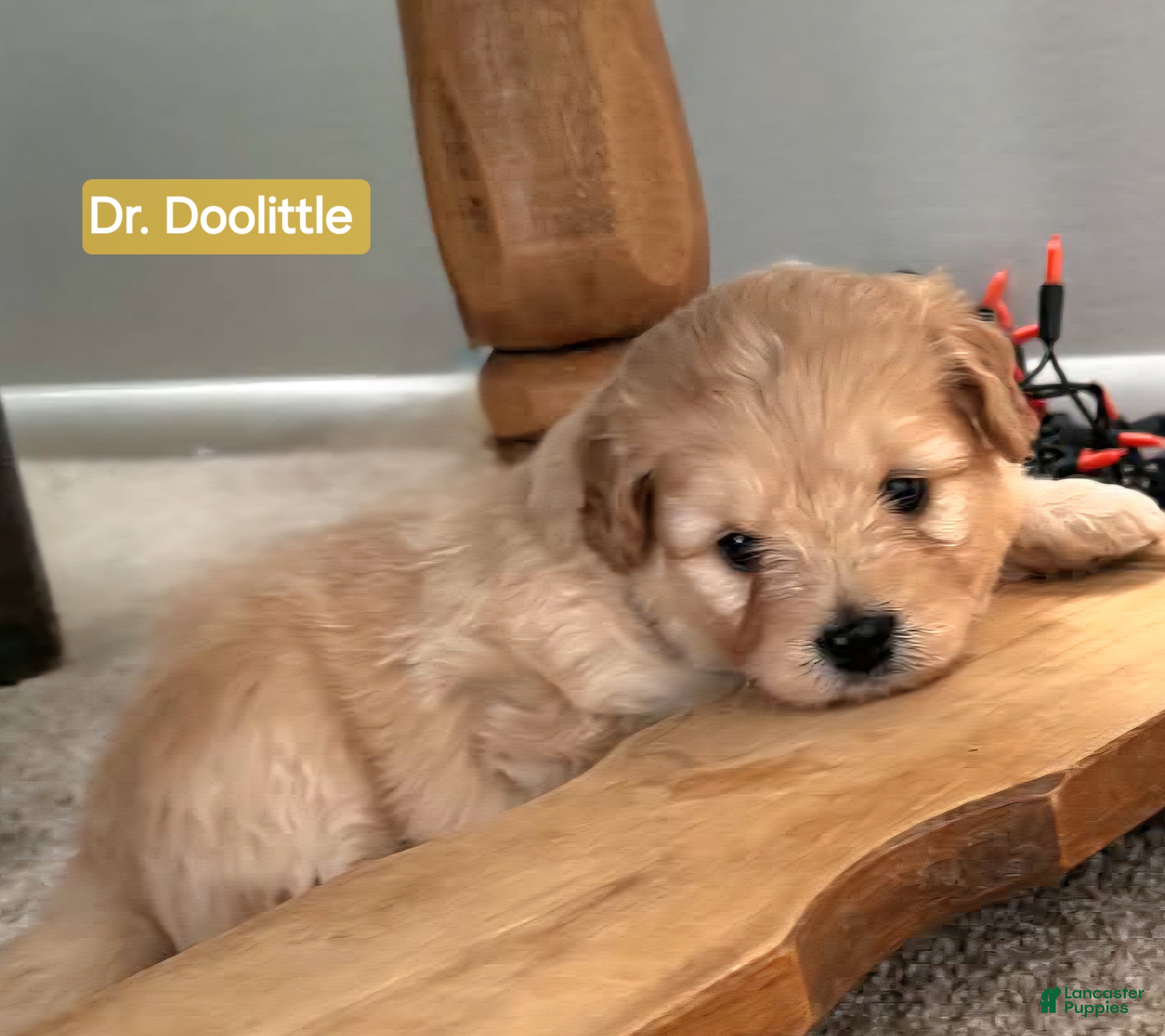 Mixed Breed dogs for sale: Samoyed - Poodle Doodle Sammypoo 1 - Ad 2