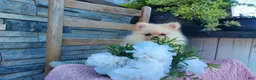 Pomeranian dogs for sale: Heildi - Ad 3