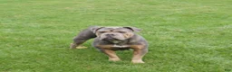 Olde English Bulldogge dogs for sale: Pepsi - Ad 6