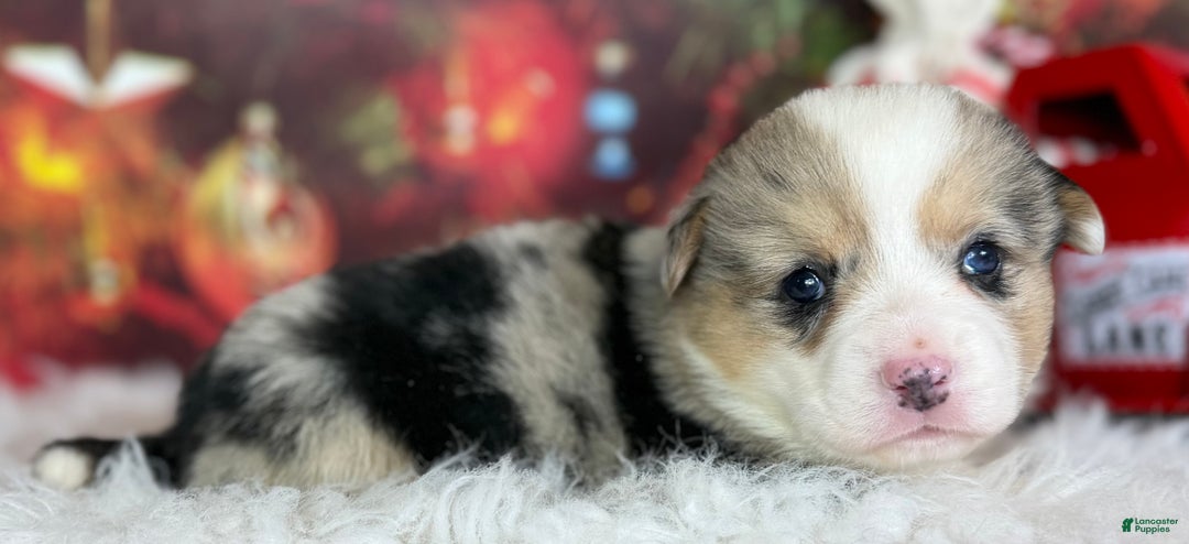 Welsh Corgi Pembroke dogs for sale: ACA jingle DNA clear full tail Bluie Fluffy Carrier  - Ad 3