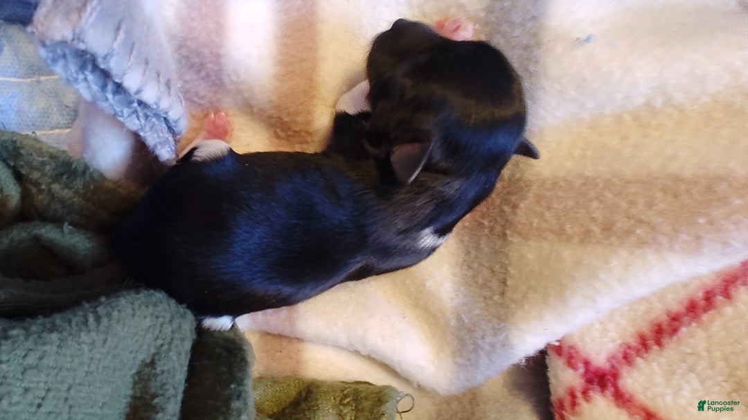 Miniature Schnauzer dogs for sale: Miniature Schnauzer Boy 1 - Ad 6
