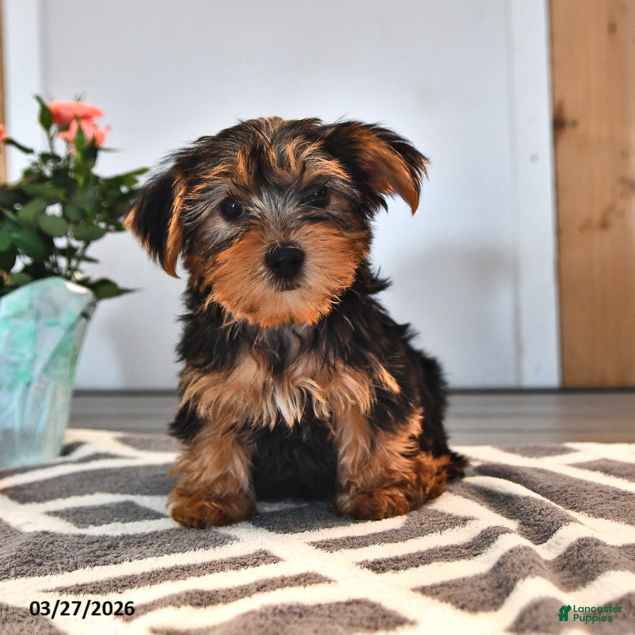 Yorkshire Terrier dogs Willie - Ad 1