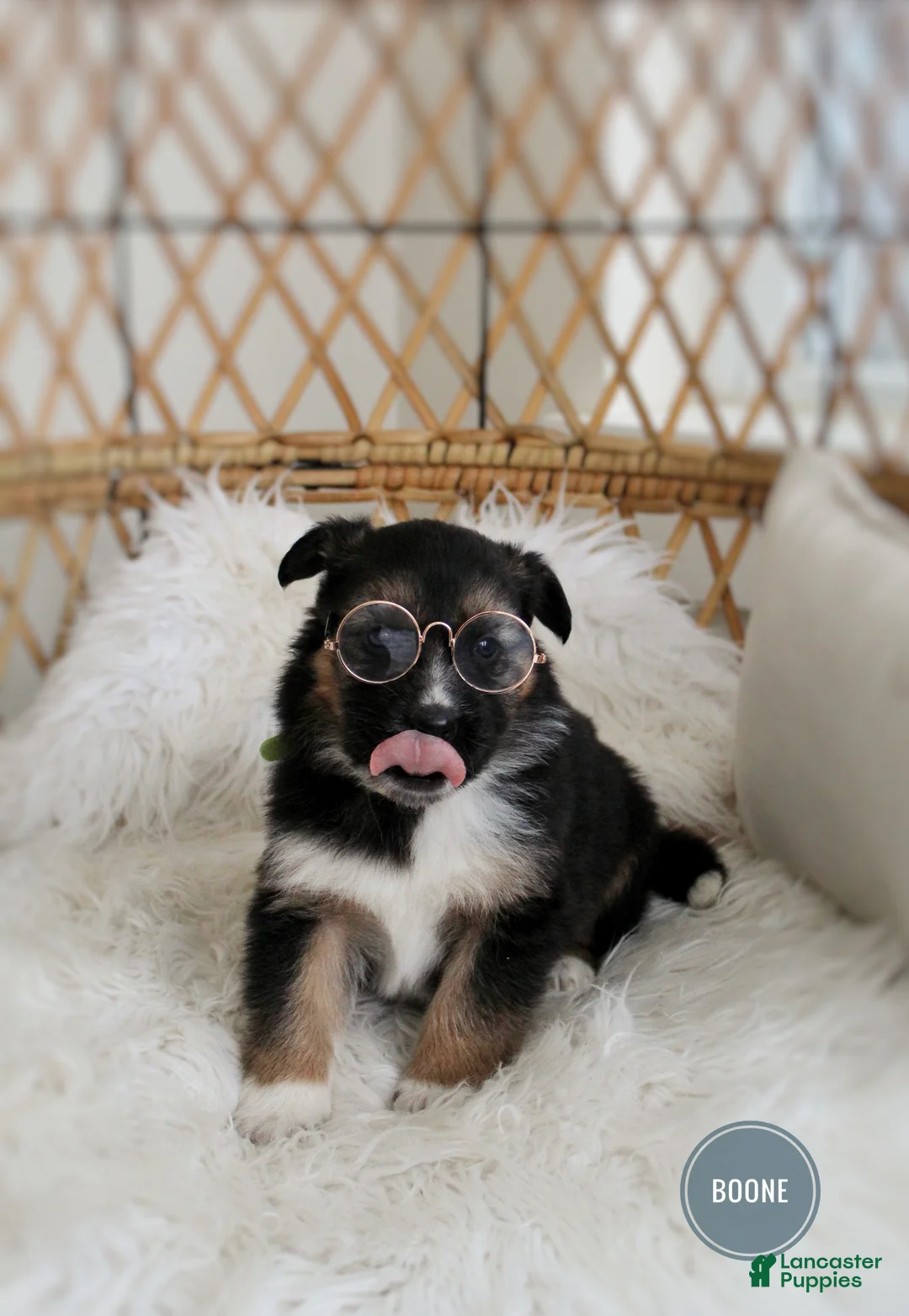 Mixed Breed dogs for sale: Boone  - Ad 4