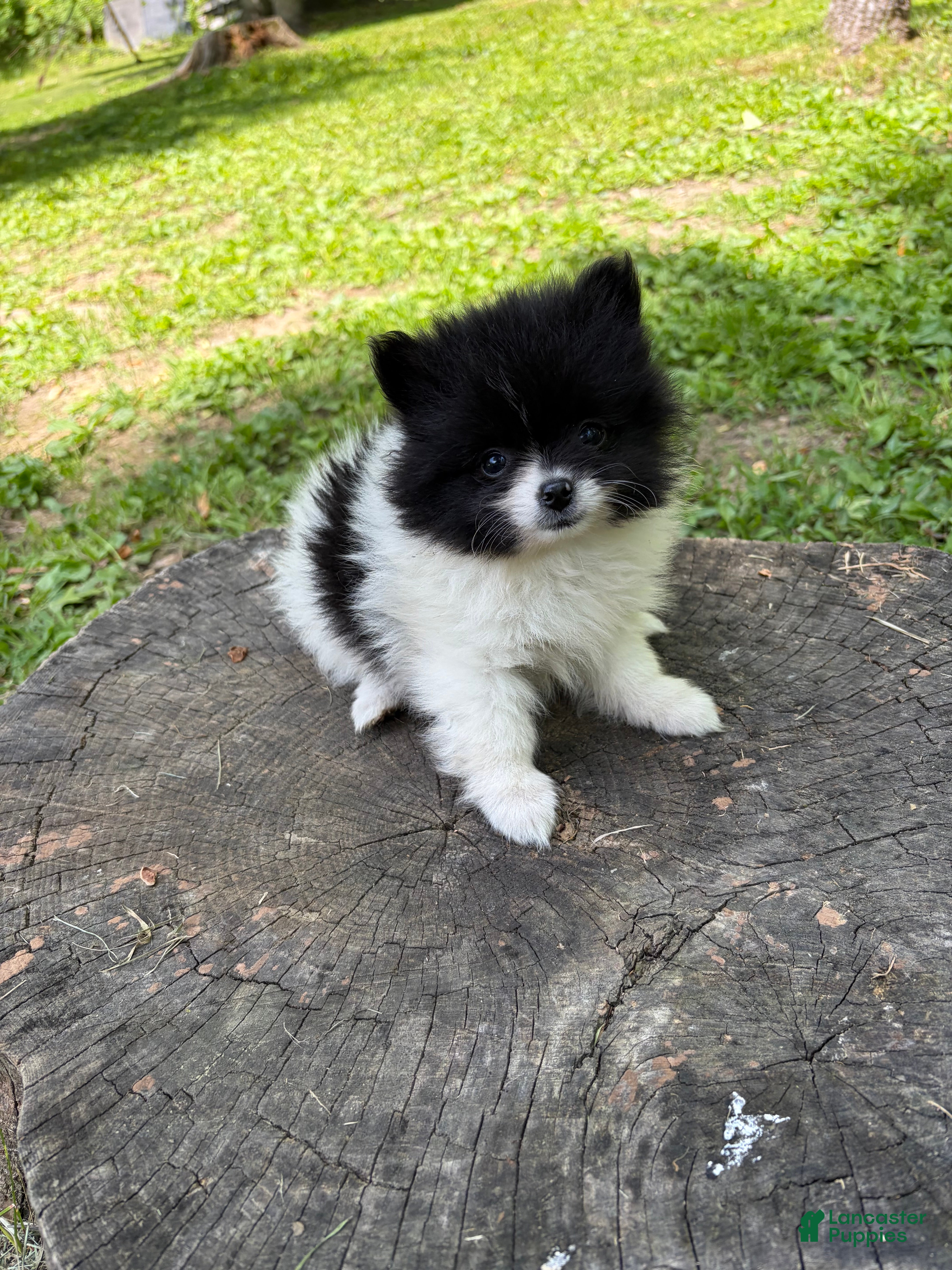 Pomeranian dogs Pomeranian Puppy 2 - Ad 2