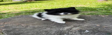 Pomeranian Puppy 2
