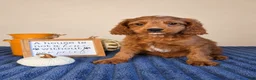 Cavapoo dogs for sale: Jerry - Ad 2