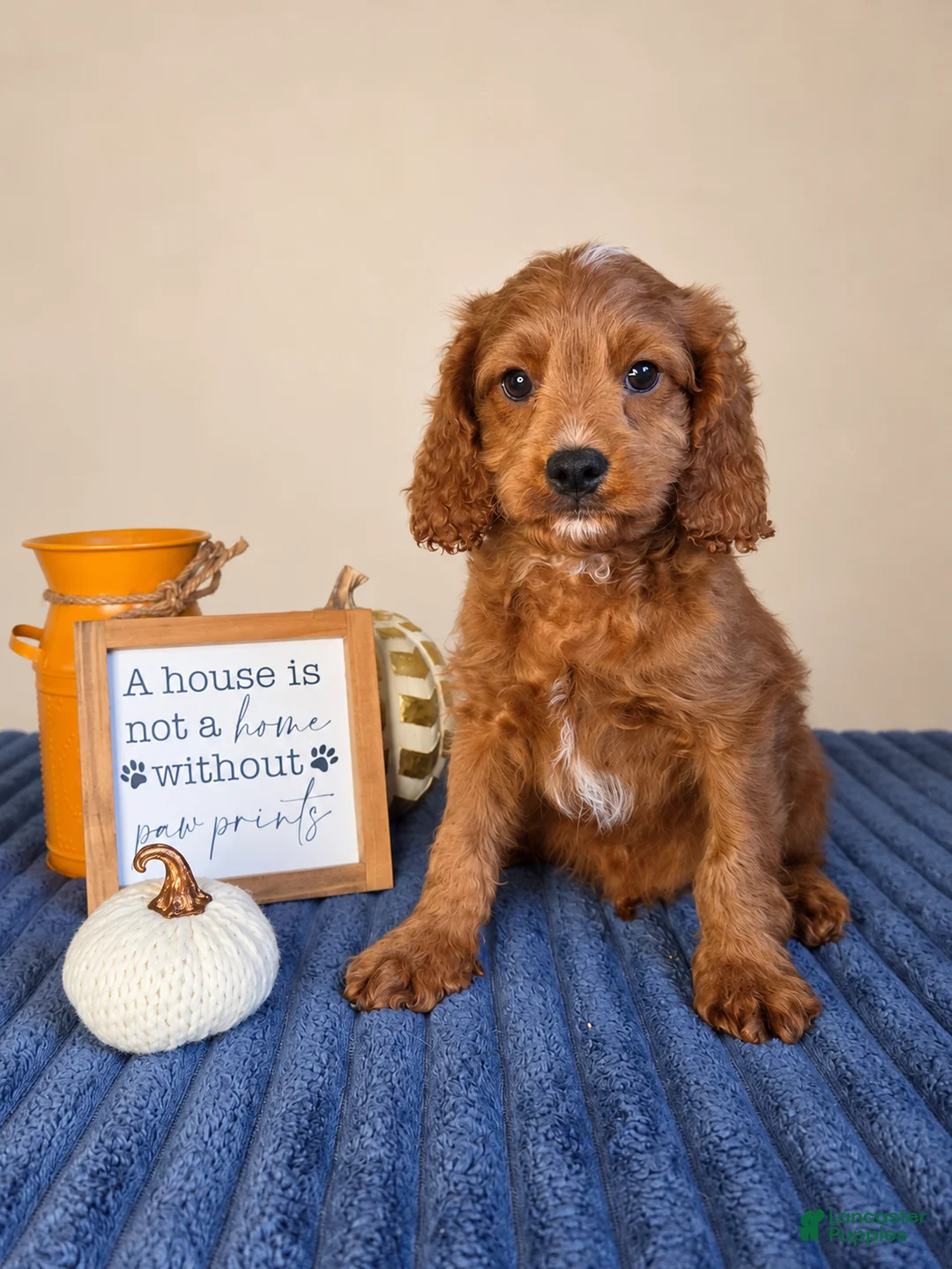 Cavapoo dogs for sale: Jerry - Ad 2