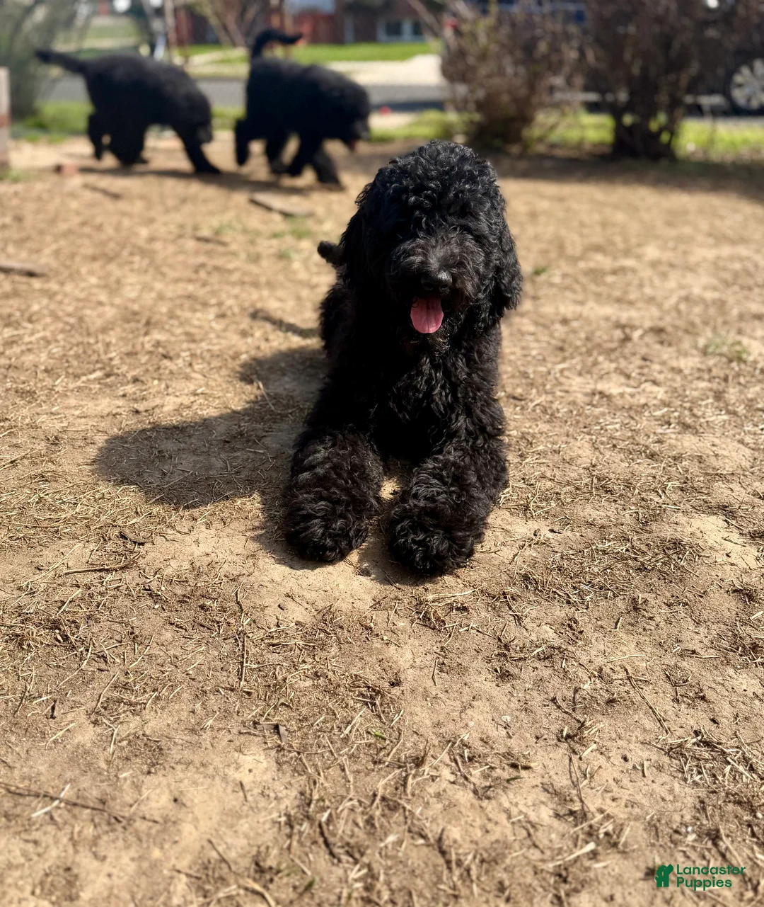 Standard Poodle dogs for sale: Standard Poodle Puppy 1 - Ad 1