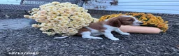 Welsh Springer Spaniel dogs for sale: Lance - Ad 15