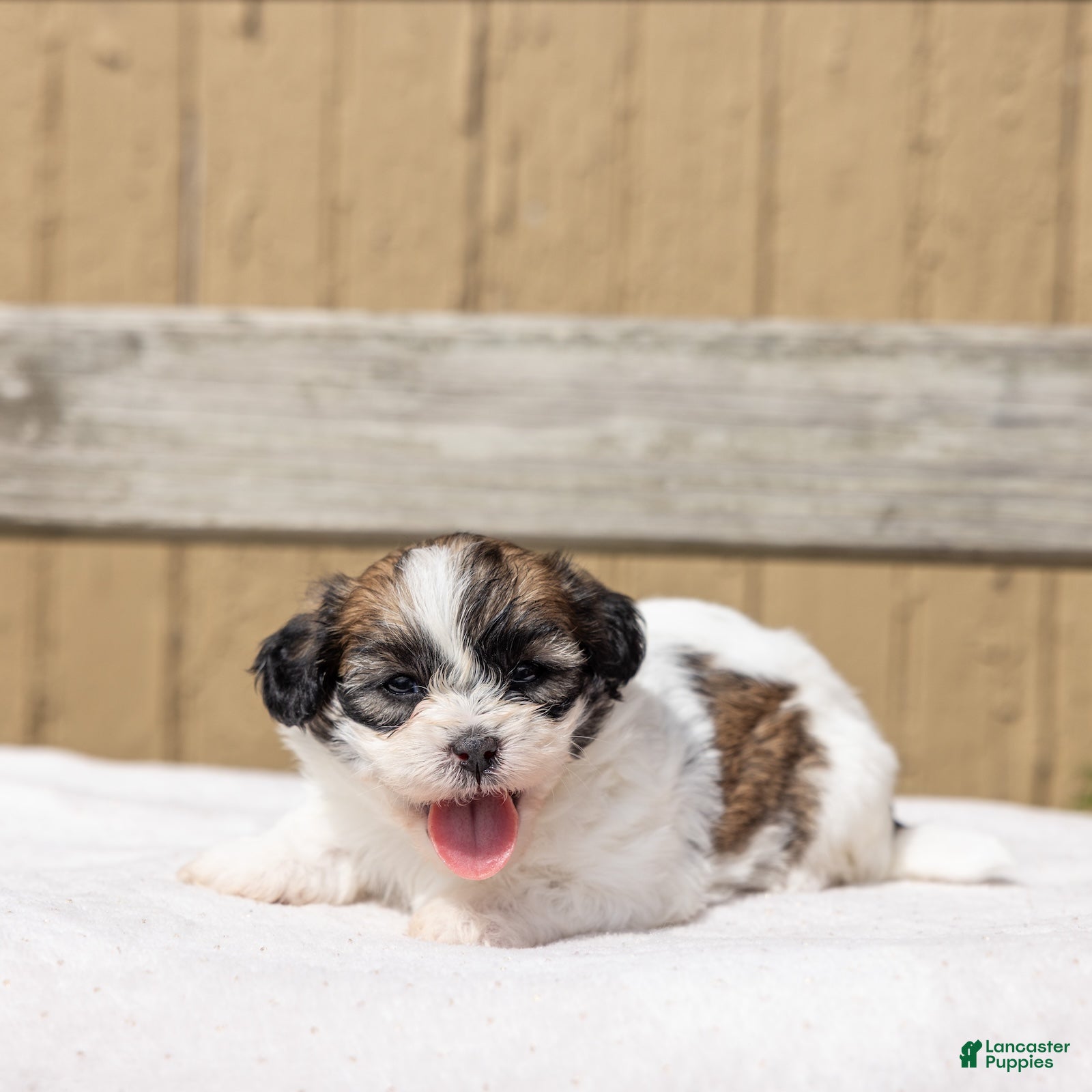 Teddy Bear dogs Cedar - Ad 2