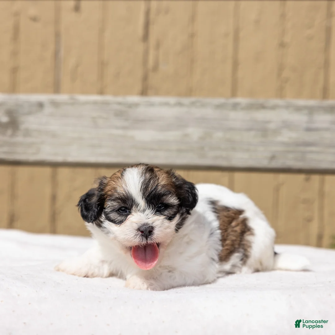Teddy Bear dogs for sale: Cedar - Ad 2