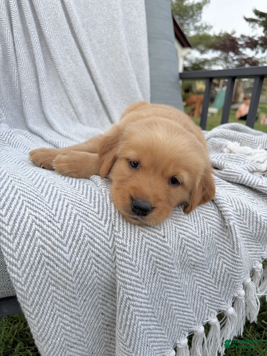 Golden Retriever dogs for sale: Rainier (dk green collar) - Ad 2