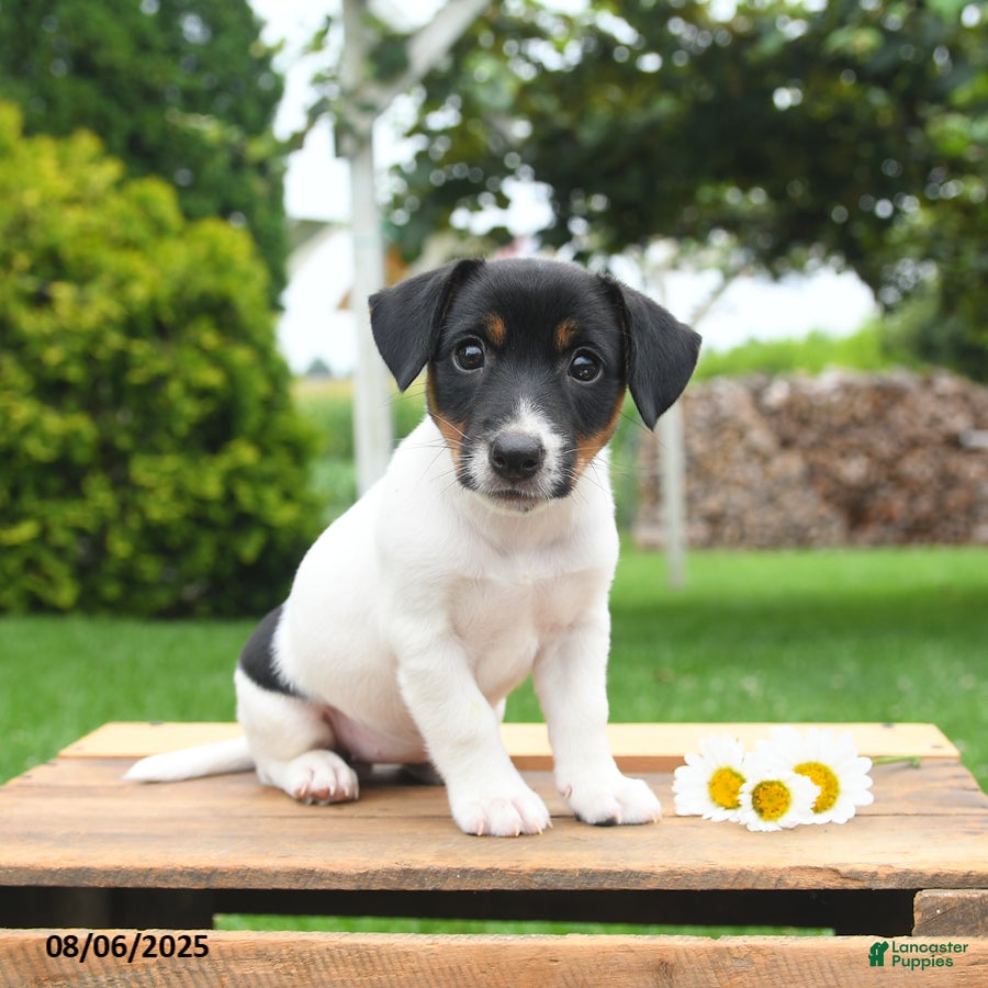 Jack Russell American Bulldog Mix Jack Russell American Staffy