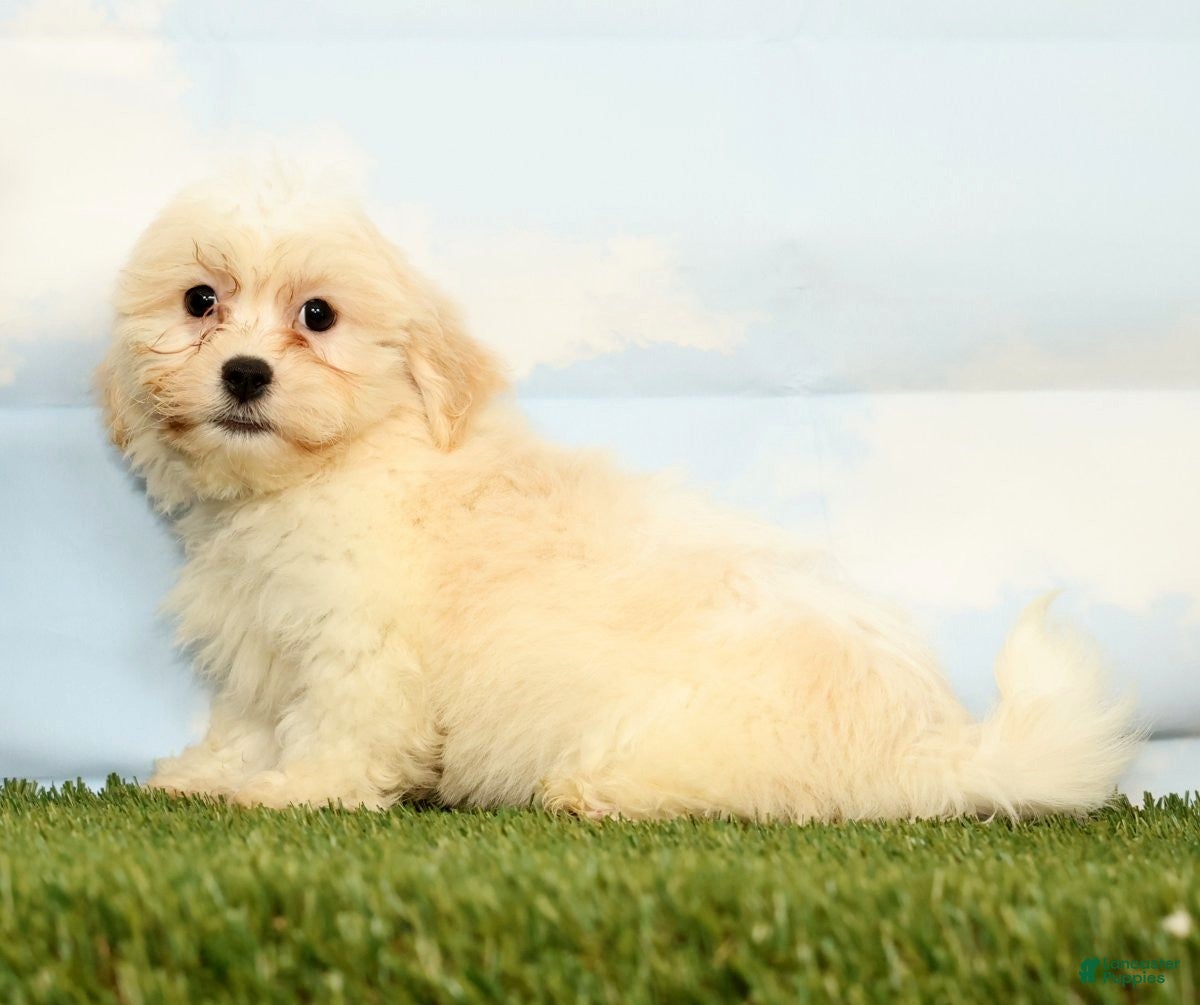 Teddy Bear dogs Kona - Ad 2