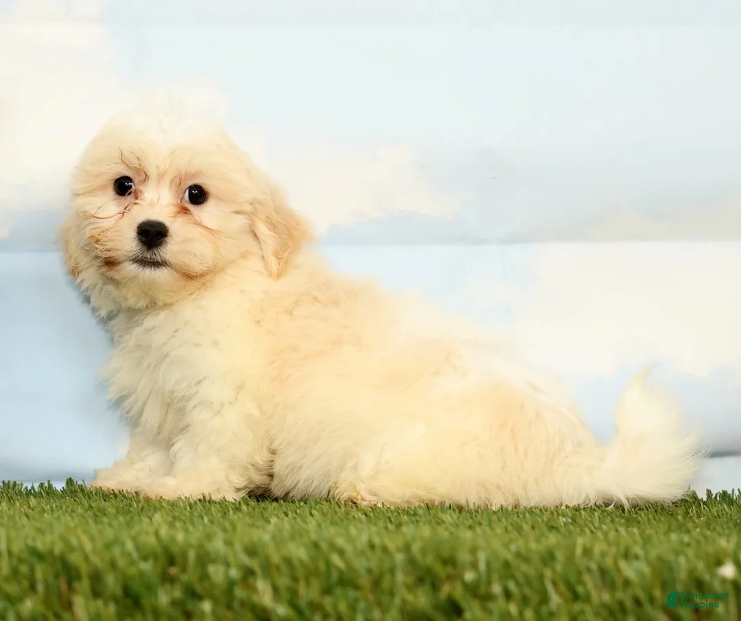 Teddy Bear dogs for sale: Kona - Ad 2