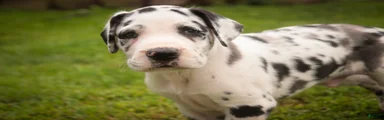 Bentley Great Dane 