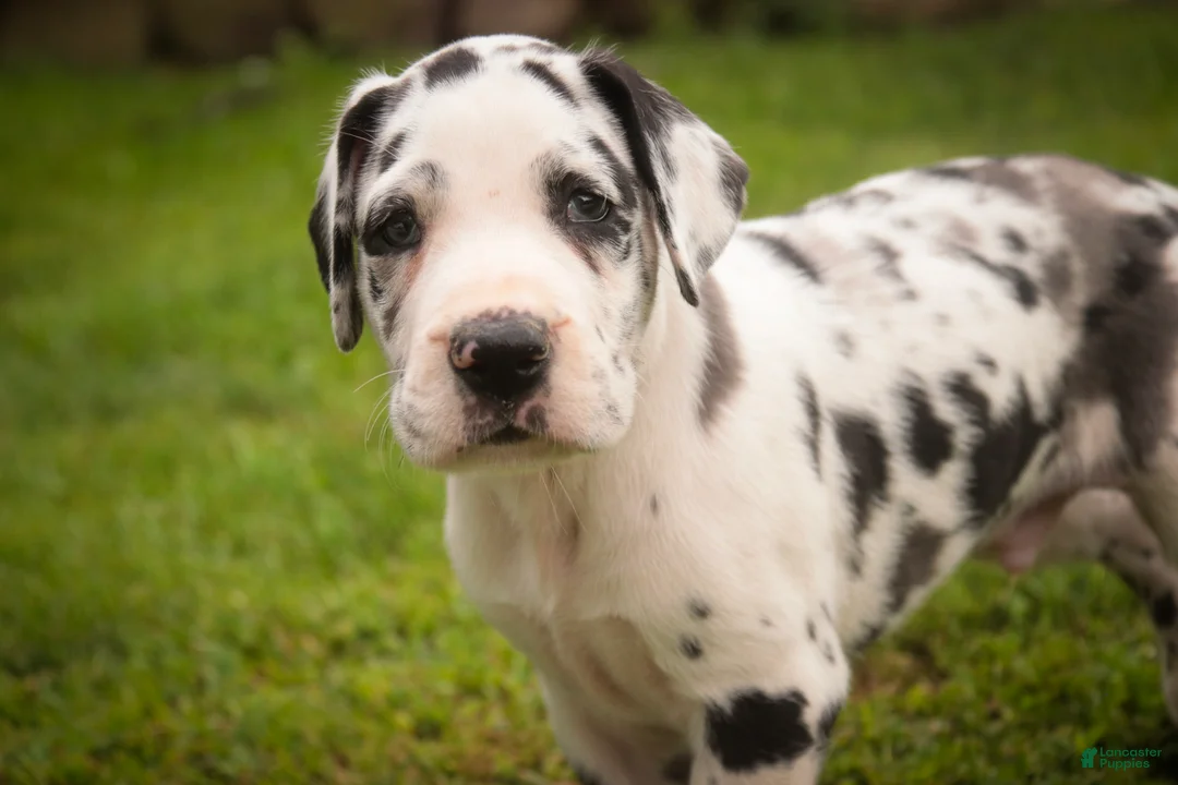 Great Dane dogs for sale: Bentley Great Dane  - Ad 1
