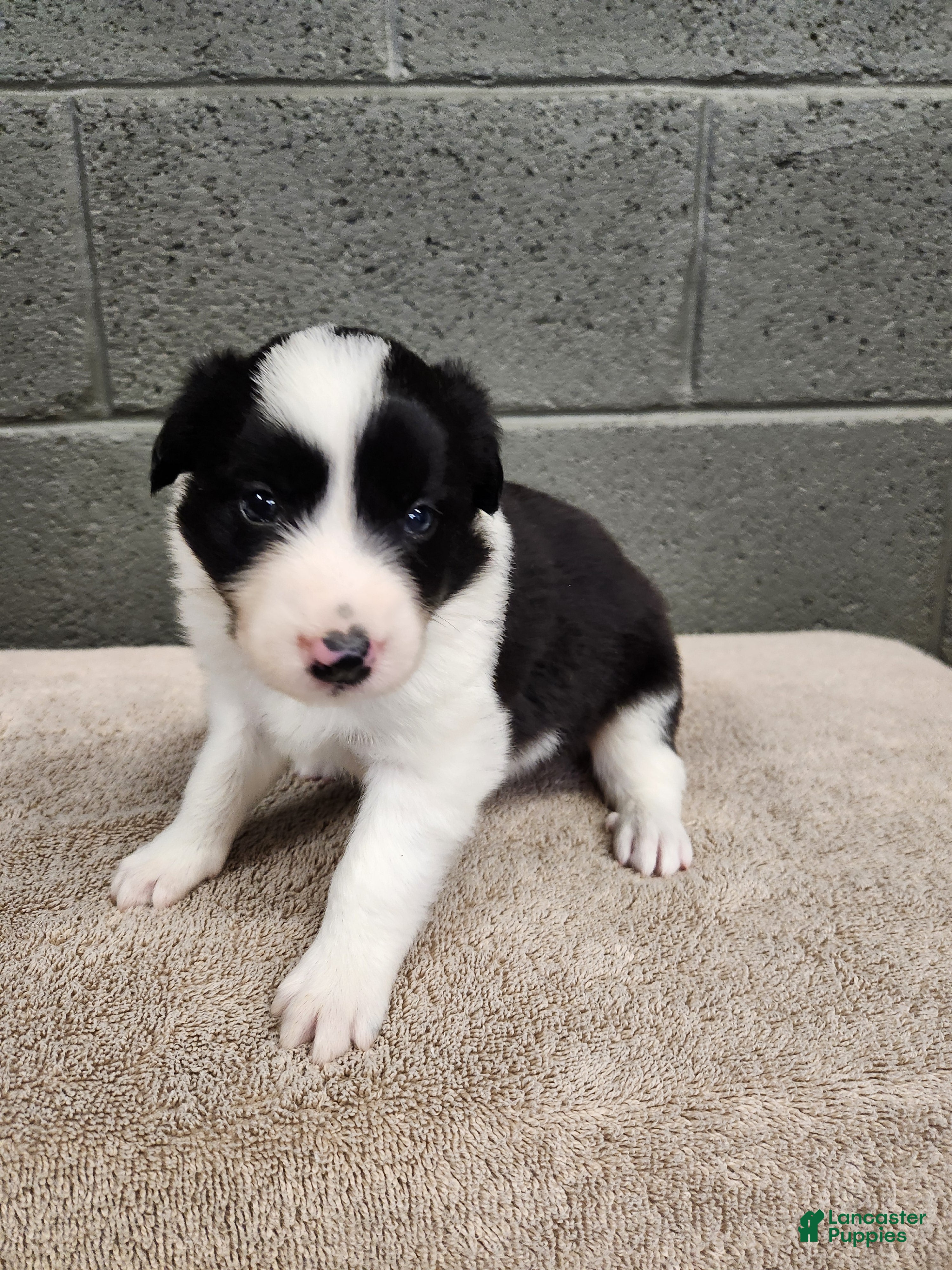 Border Collie dogs Willie - Pure Breed Border Collie - Ad 1