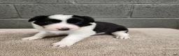 Border Collie dogs for sale: Willie - Pure Breed Border Collie - Ad 1