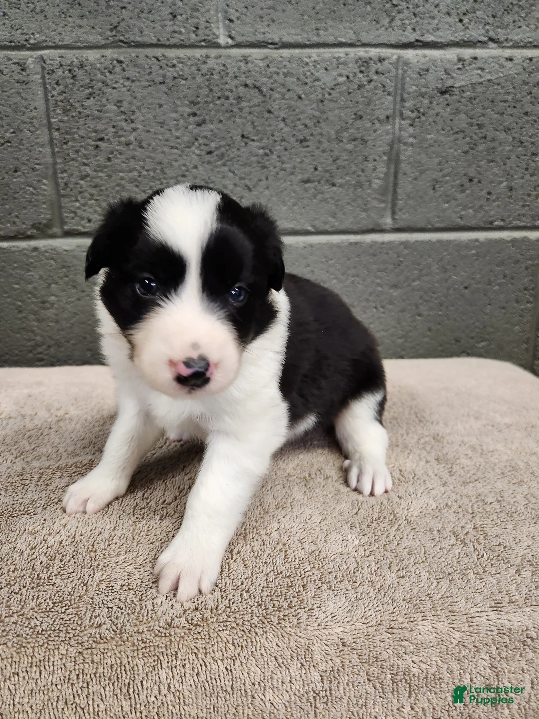 Border Collie dogs for sale: Willie - Pure Breed Border Collie - Ad 1