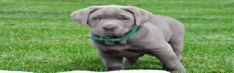 Labrador Retriever dogs for sale: Millie - Ad 8